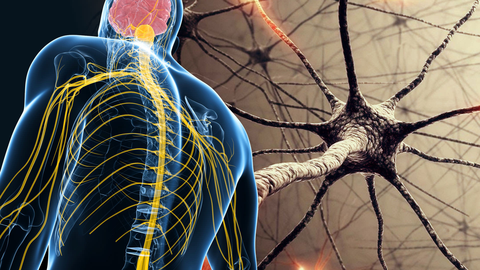 autonomous-nervous-system