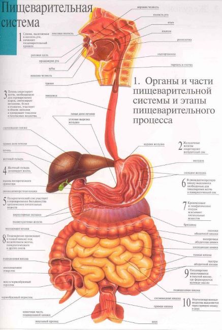 organy_pischevareniya_cheloveka_4_30151045-688x1024