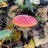 nloshka